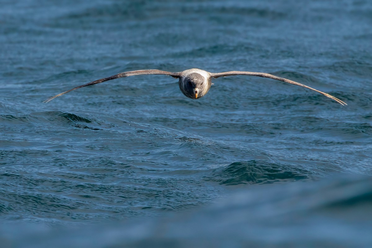 Fulmar boréal - ML608917520