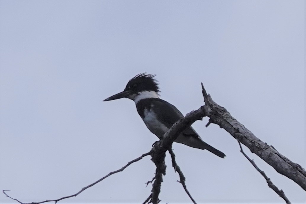 Belted Kingfisher - franci Holtslander