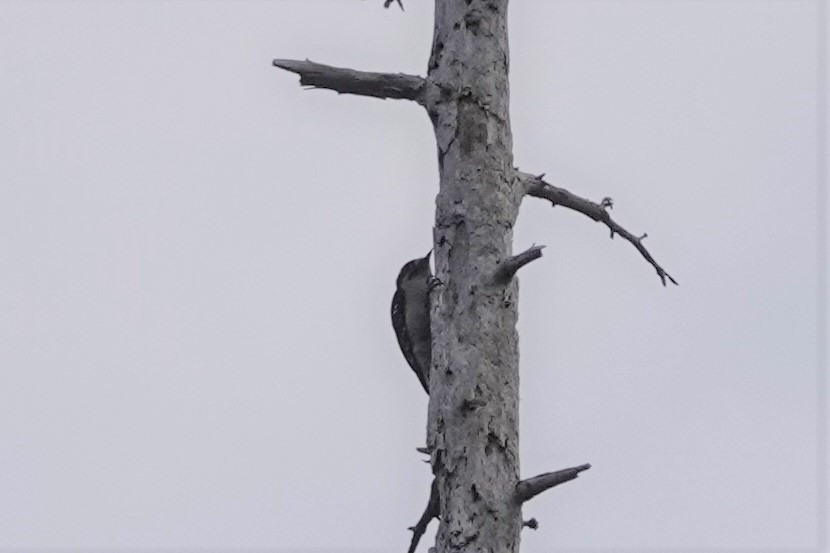Downy Woodpecker - franci Holtslander