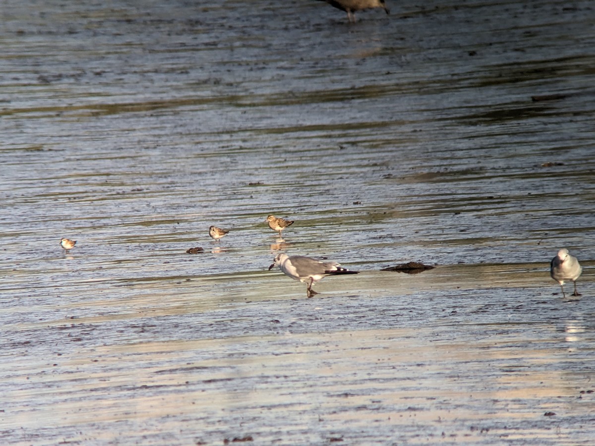 Pectoral Sandpiper - ML608917532