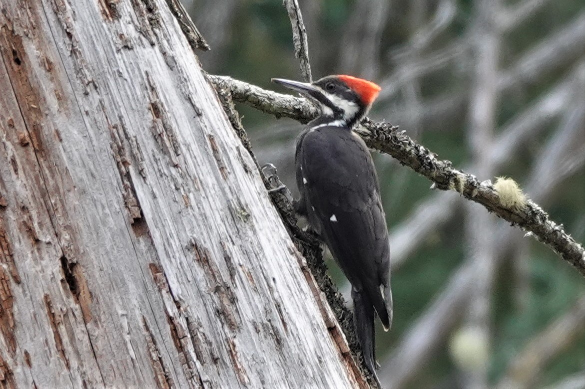 Pileated Woodpecker - franci Holtslander