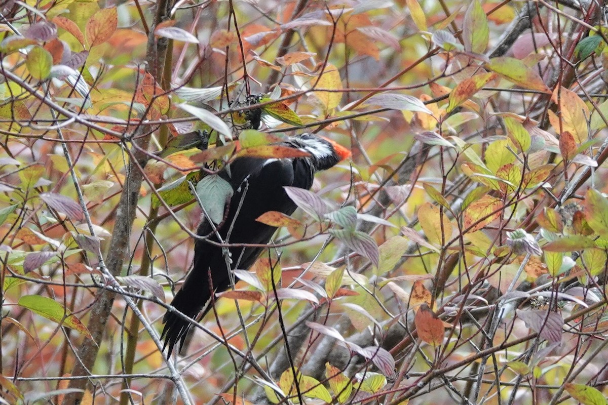 Pileated Woodpecker - ML608917539