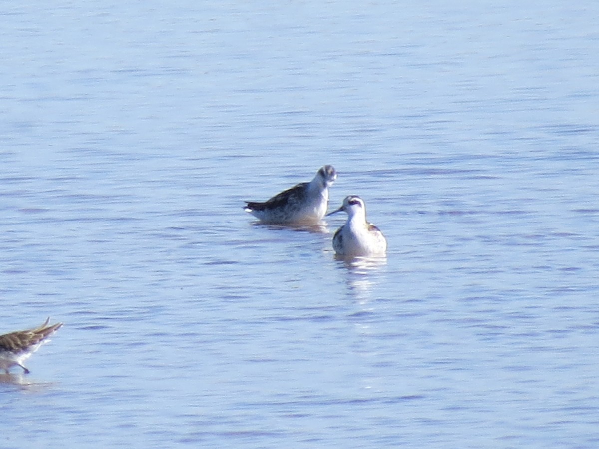 Red-necked Phalarope - ML608917542