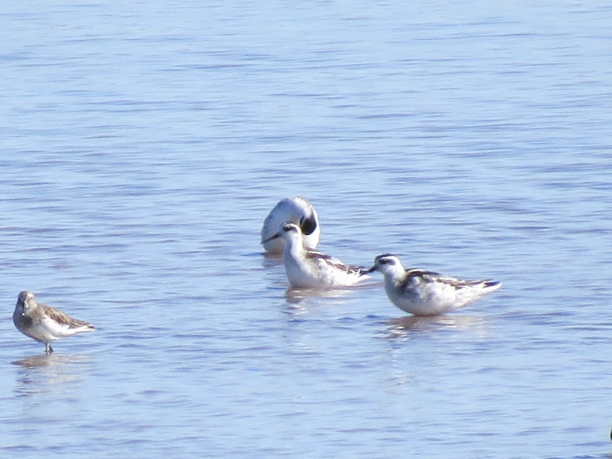 Red-necked Phalarope - ML608917543