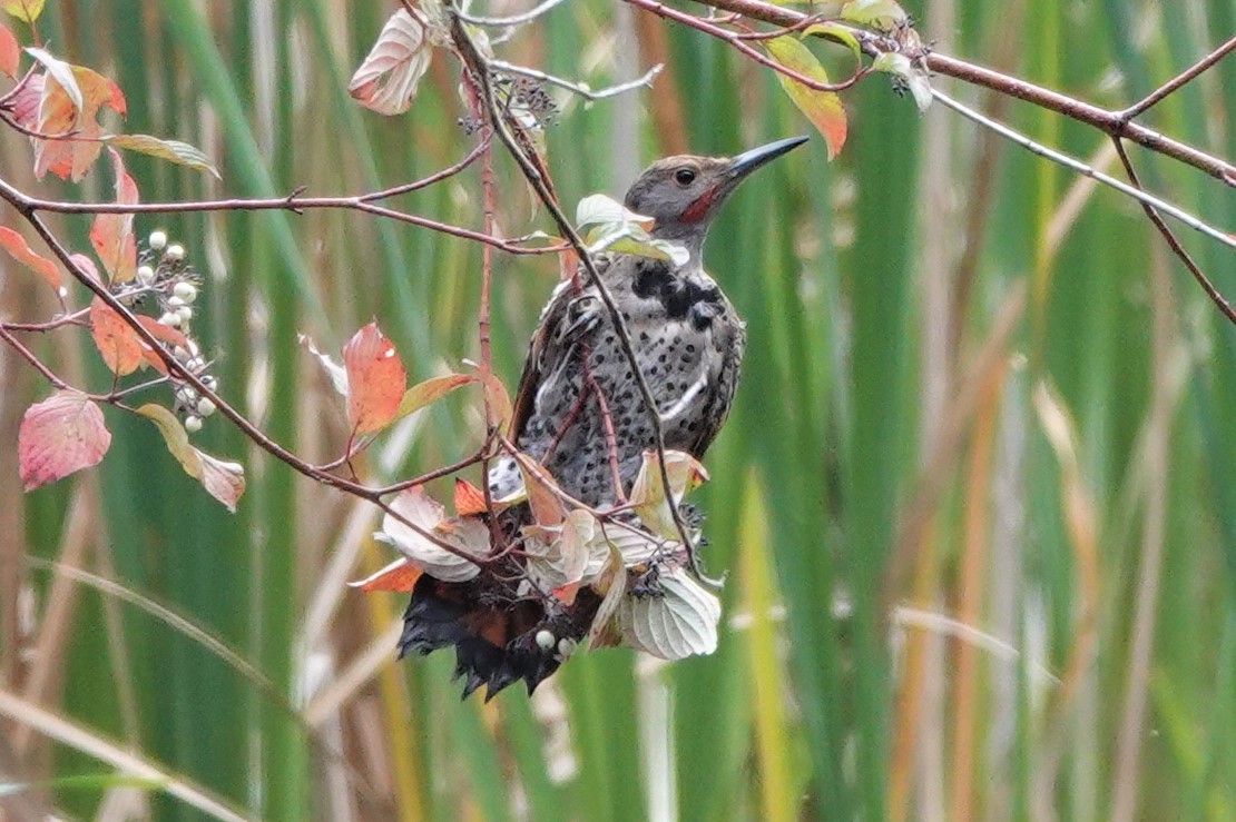 Northern Flicker - ML608917575