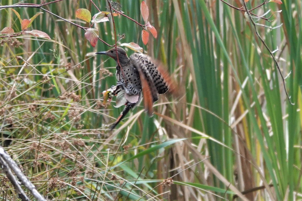 Northern Flicker - ML608917577