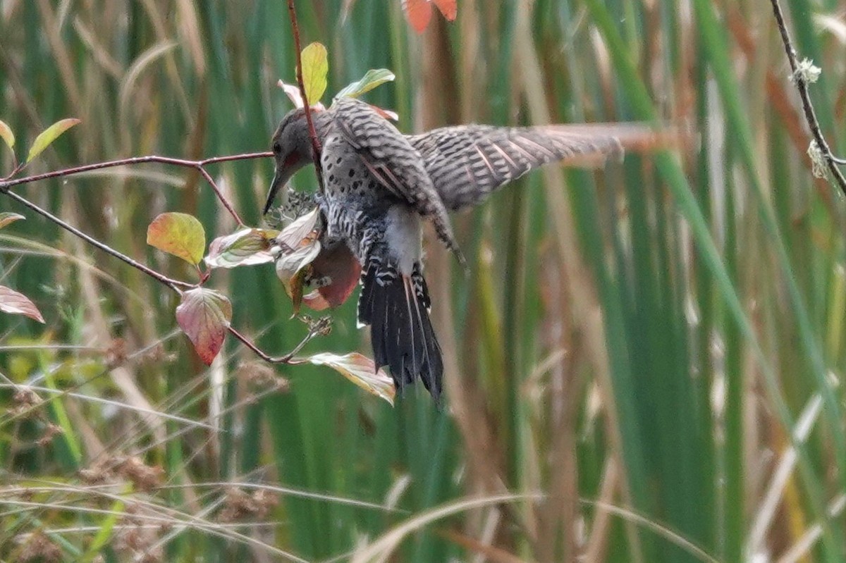 Northern Flicker - ML608917581