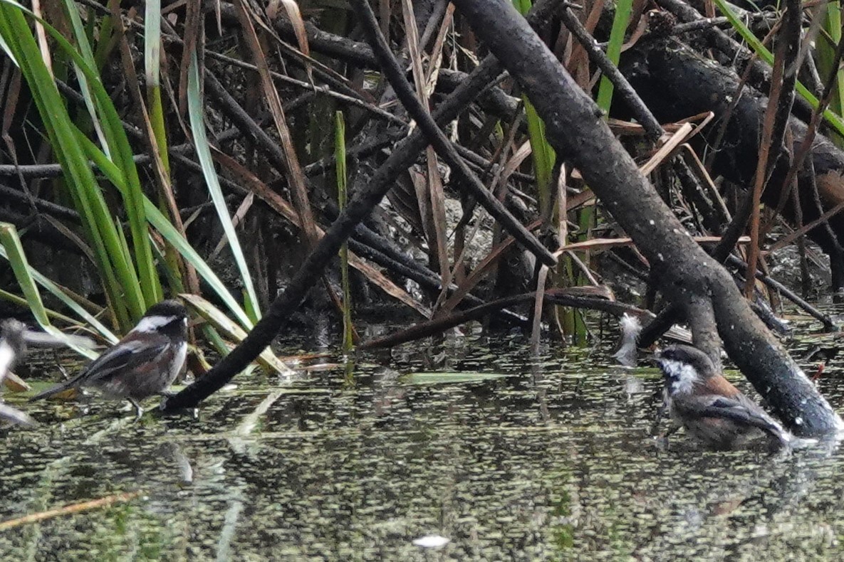 Mésange à dos marron - ML608917619