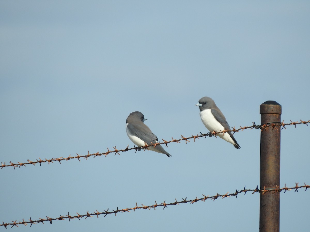 White-breasted Woodswallow - Sally Loveridge