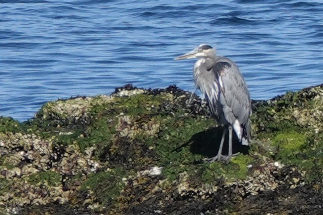 Great Blue Heron - ML608917641