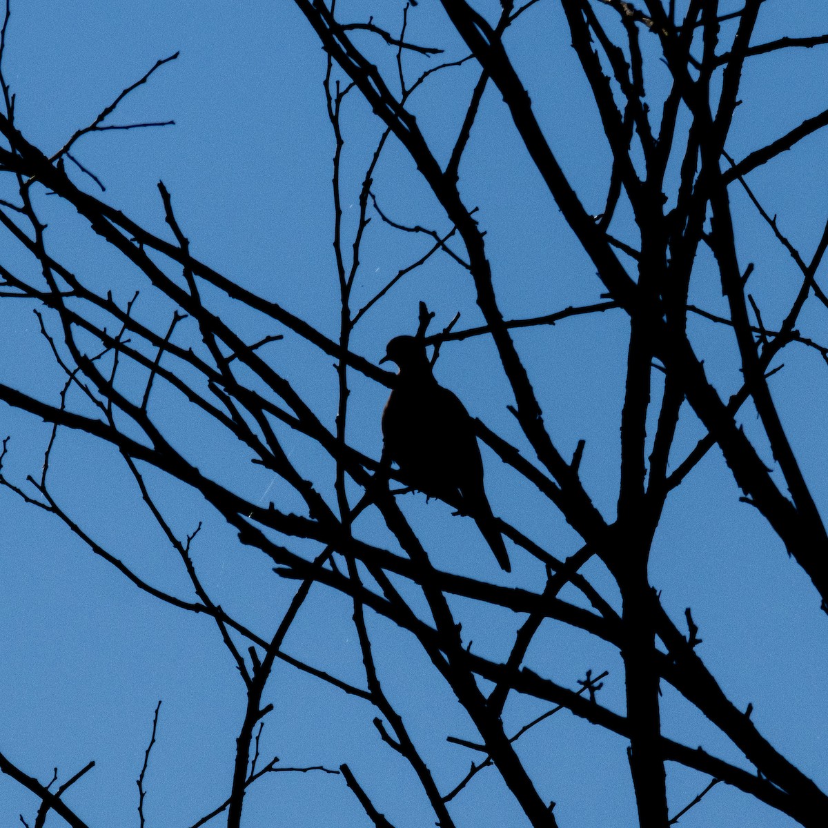 Mourning Dove - ML608917746