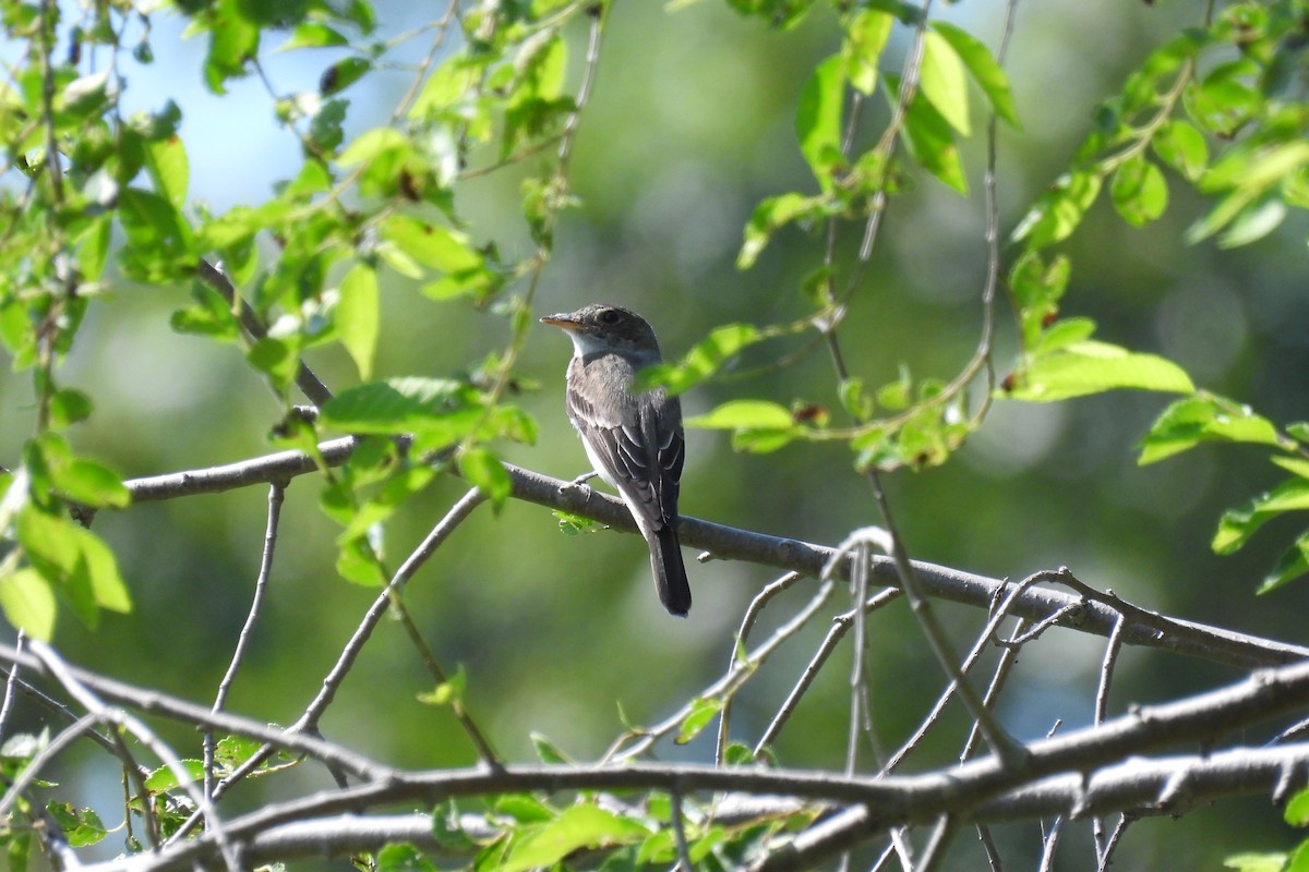 Eastern Wood-Pewee - ML608917833