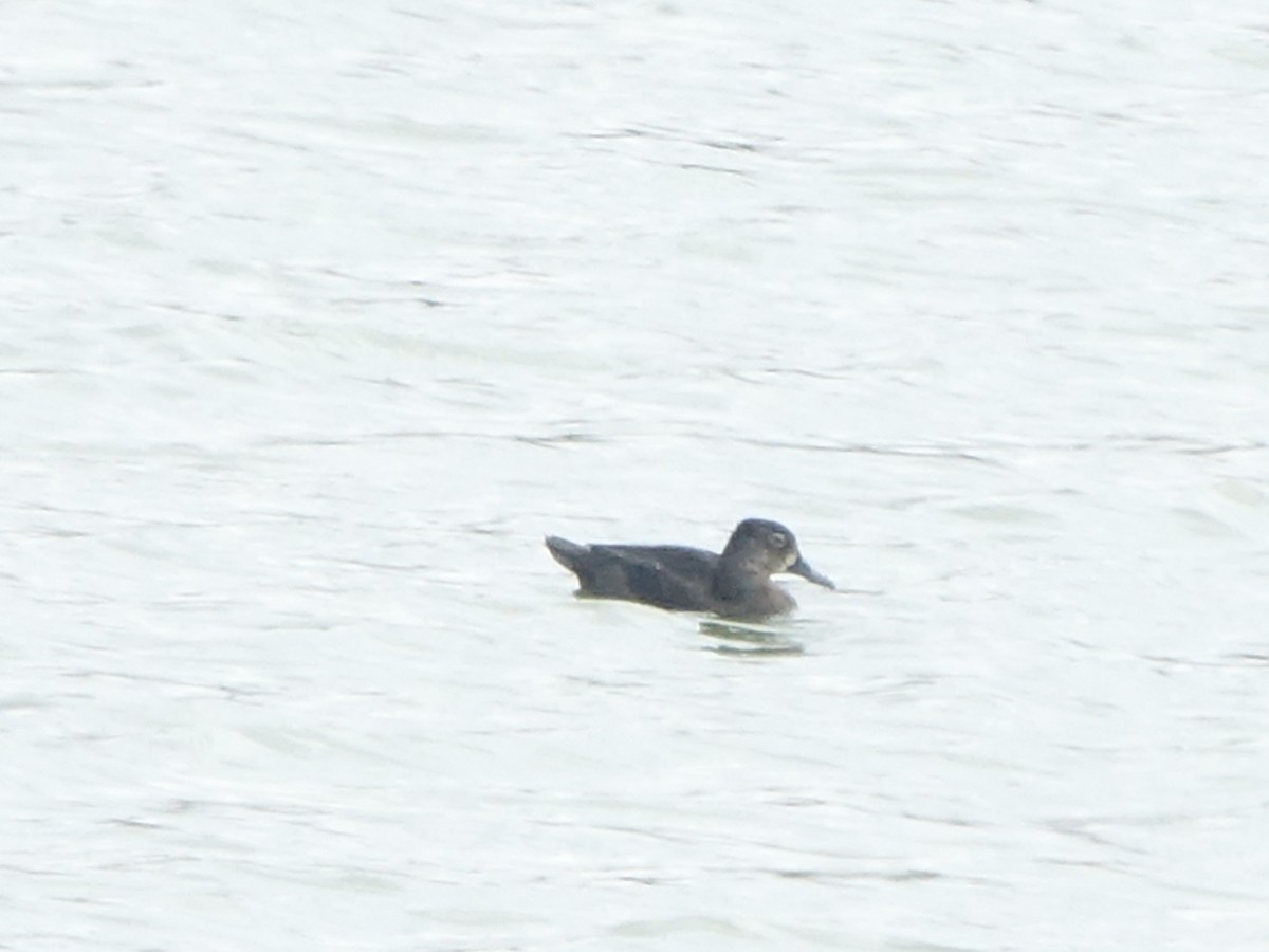 Ring-necked Duck - ML608917929