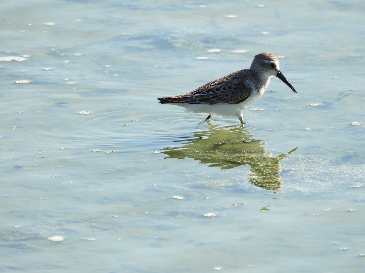 Western Sandpiper - ML608918124