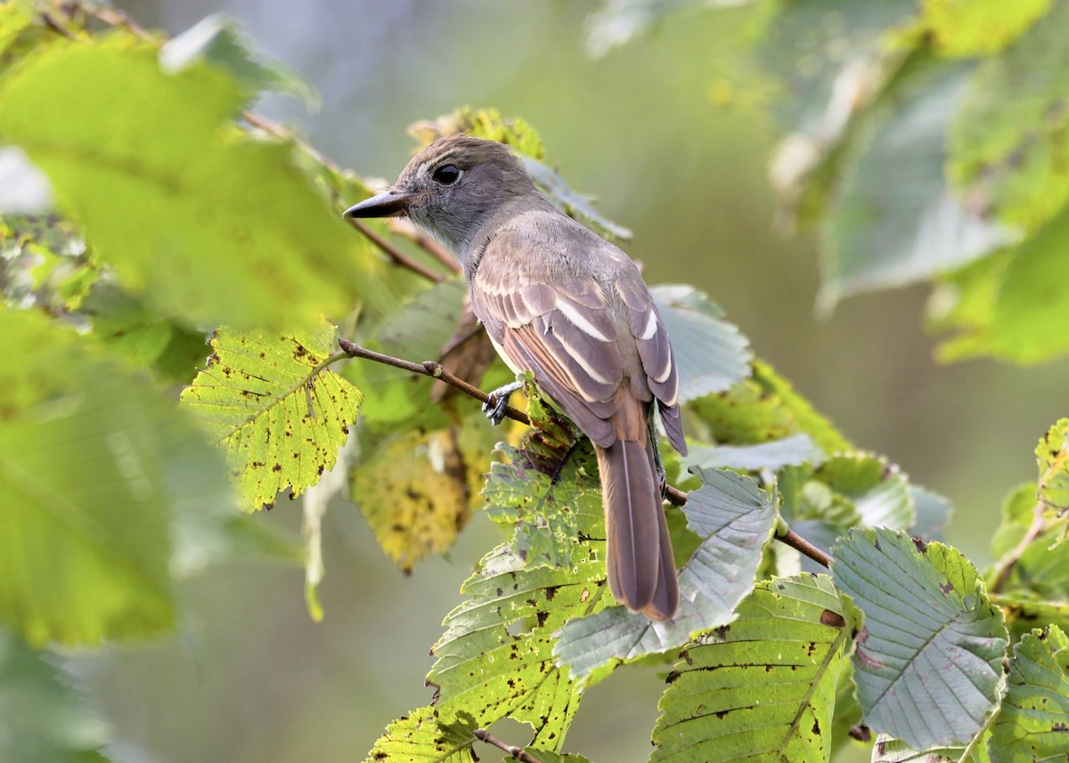 Great Crested Flycatcher - ML608918135