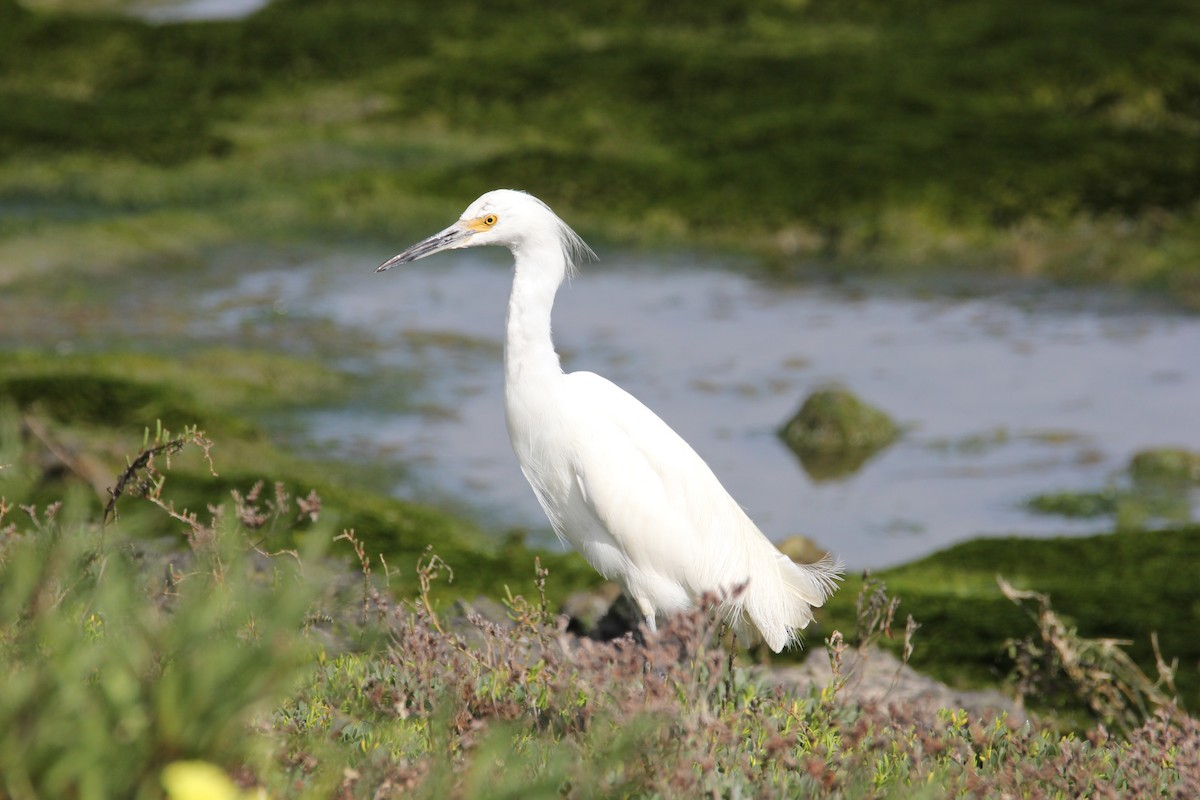 Snowy Egret - ML608918151