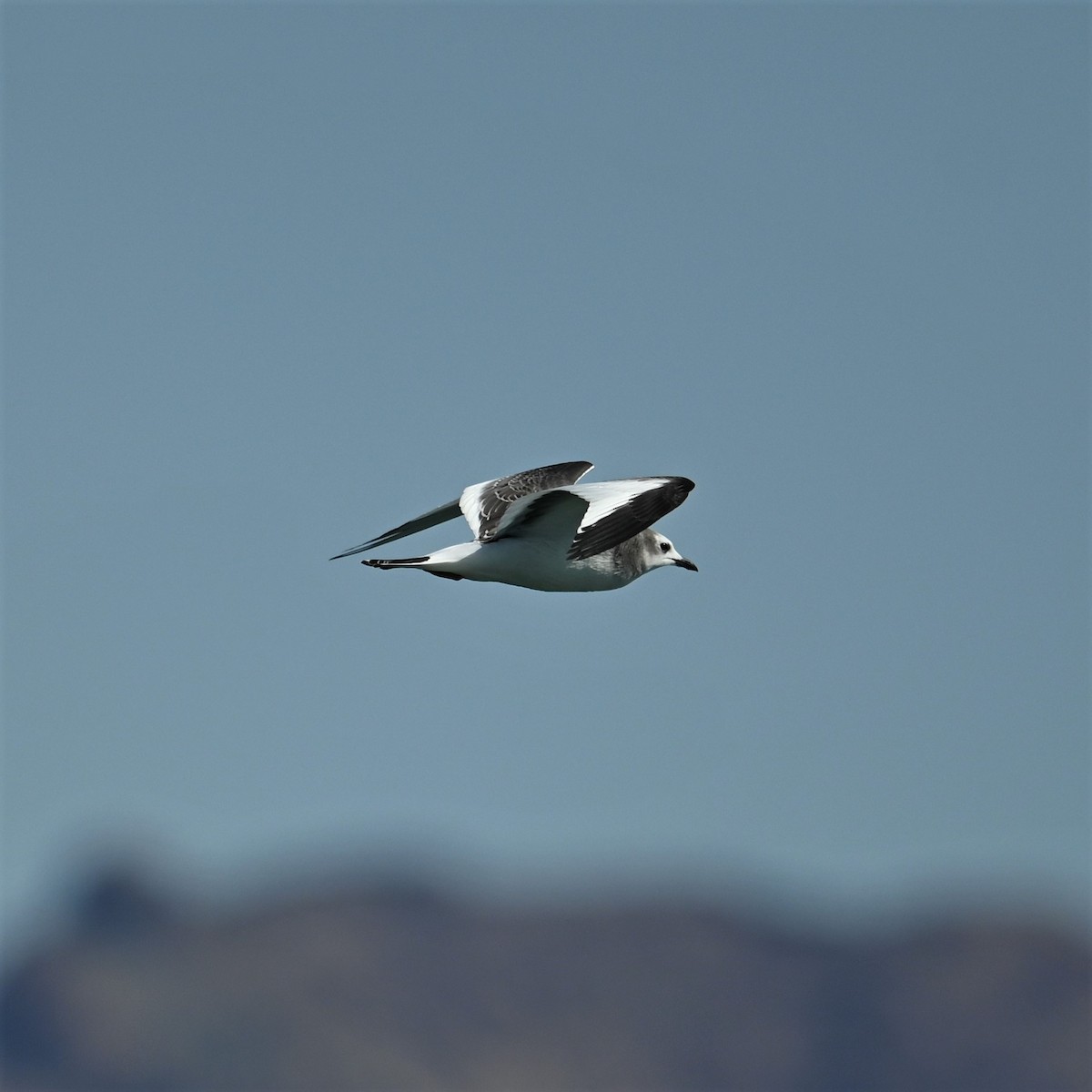 Sabine's Gull - ML608918268