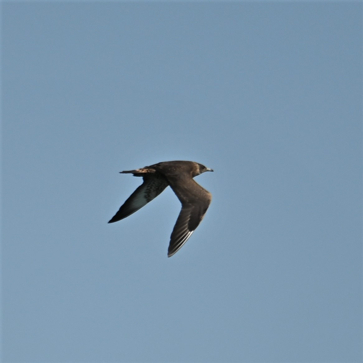 Parasitic Jaeger - ML608918282