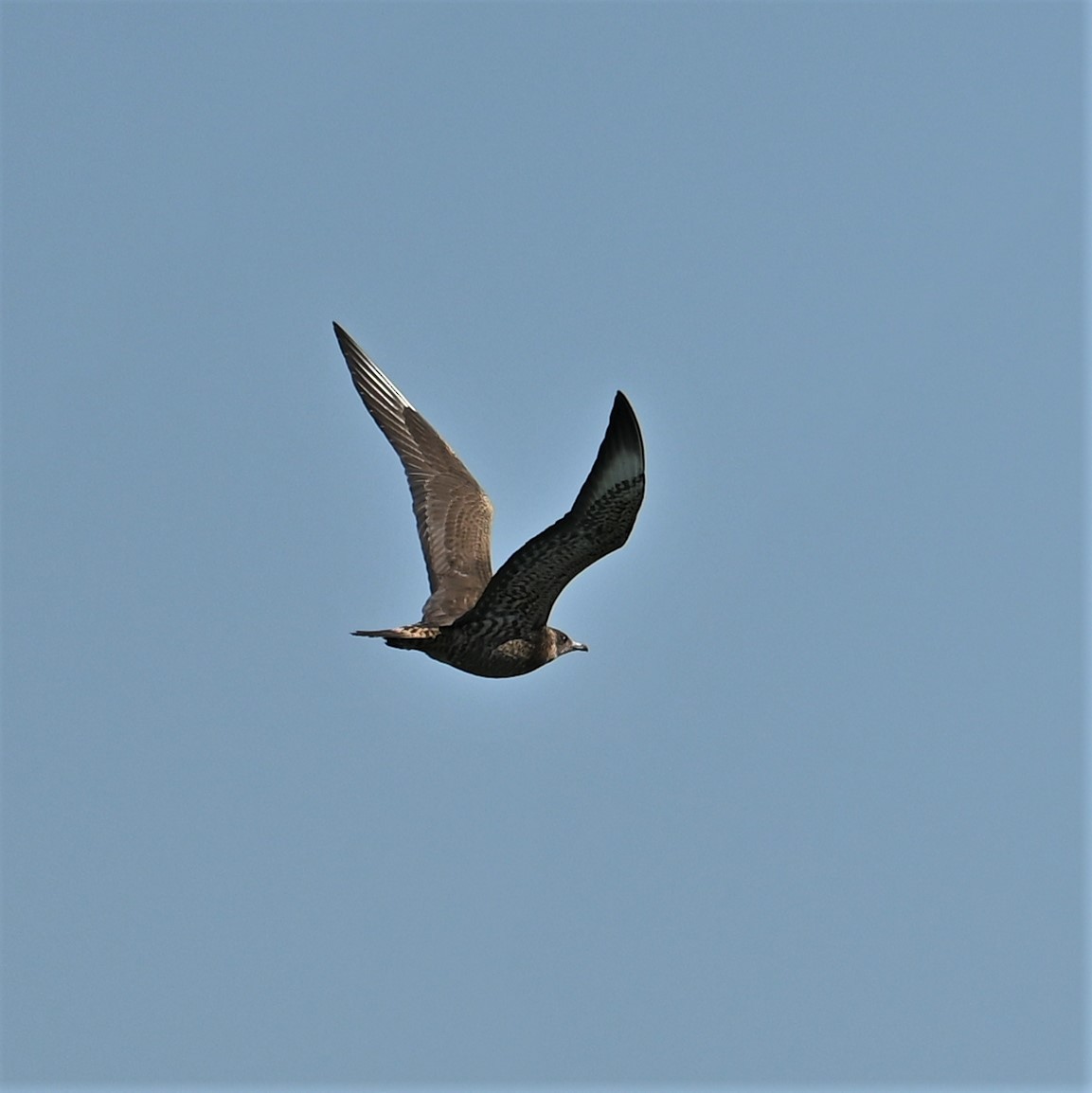 Parasitic Jaeger - ML608918283