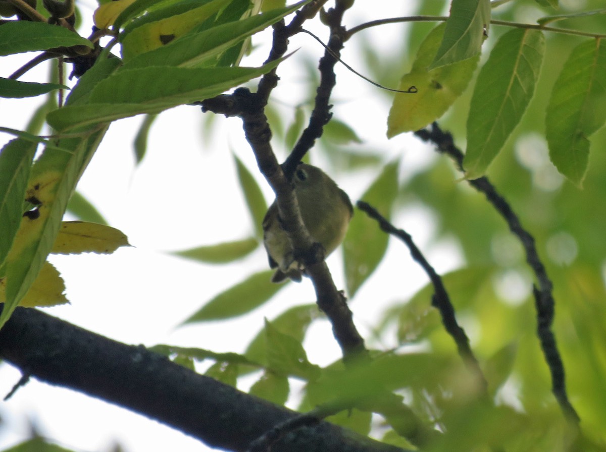 Ruby-crowned Kinglet - ML608918316