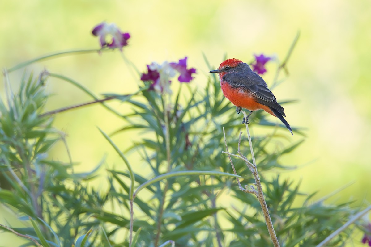 Vermilion Flycatcher - ML608918389