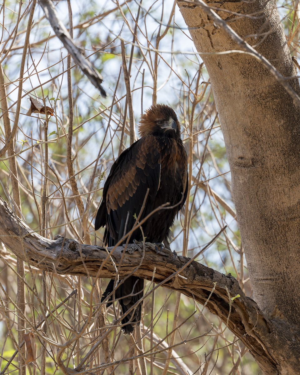 Black-breasted Kite - ML608918413