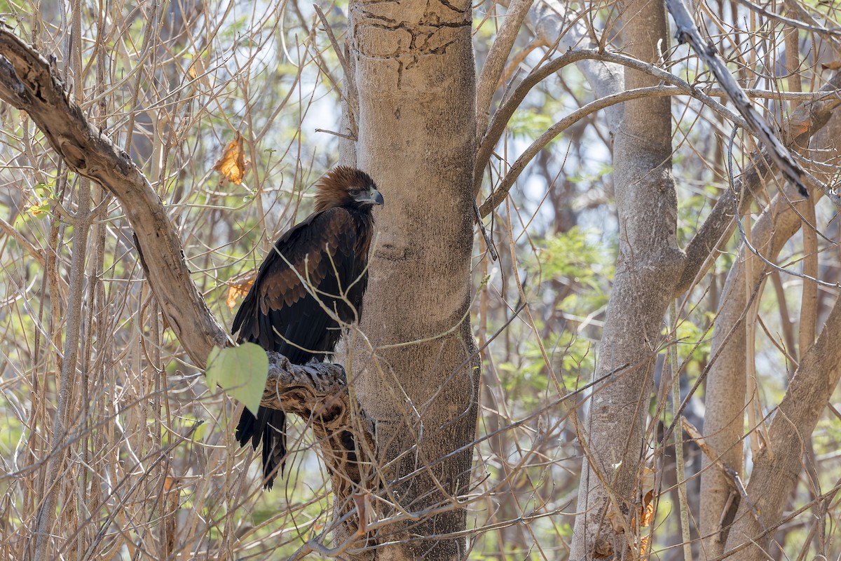 Black-breasted Kite - Dana Cameron