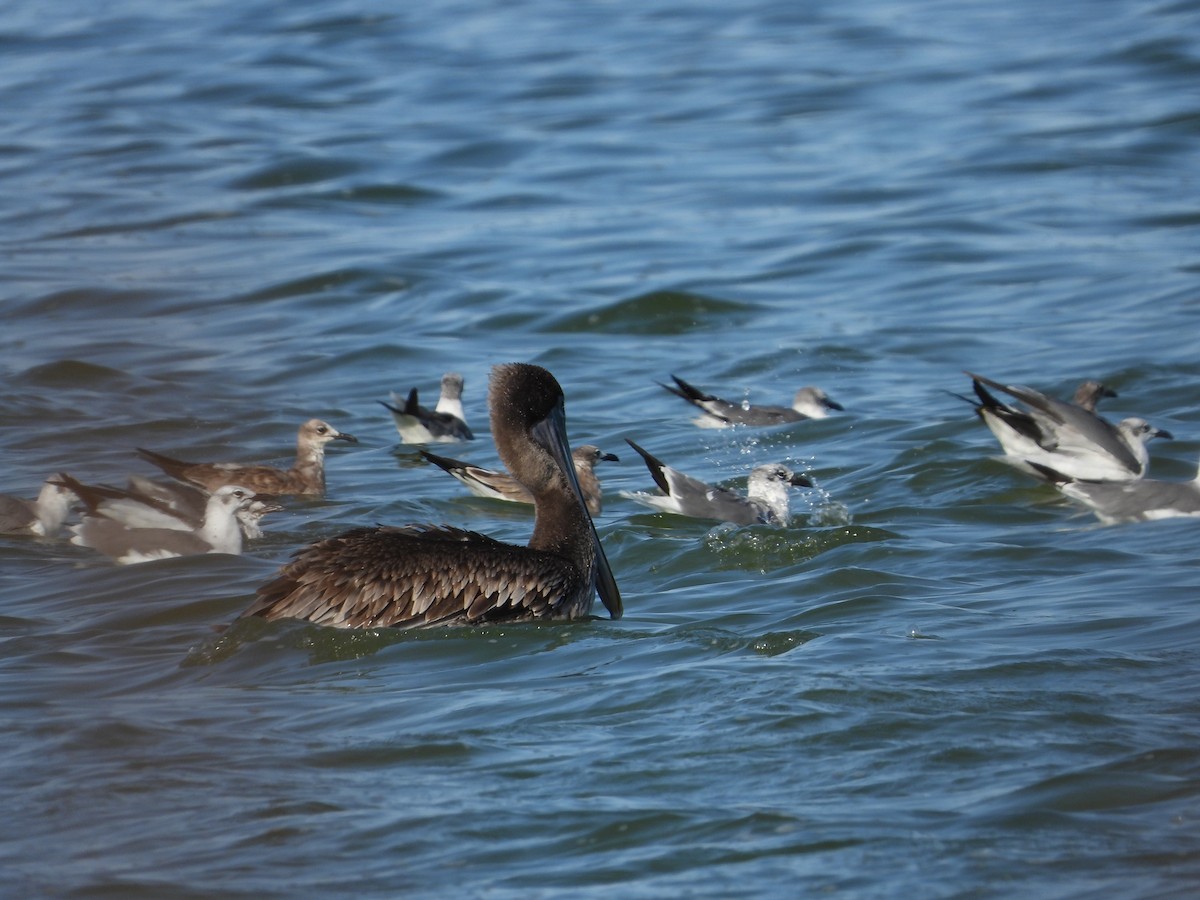 Brown Pelican - ML608918439