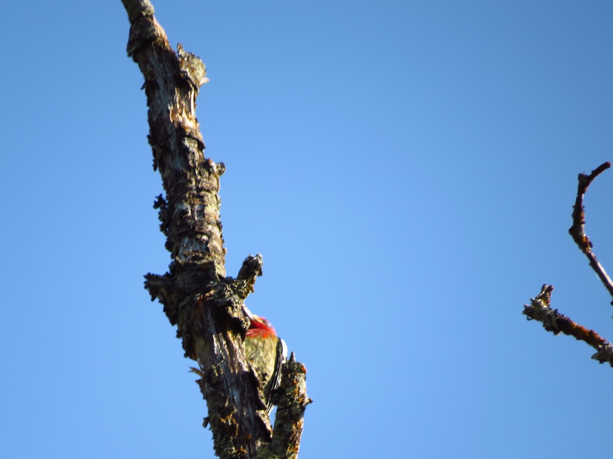 Red-breasted Sapsucker - ML608918448