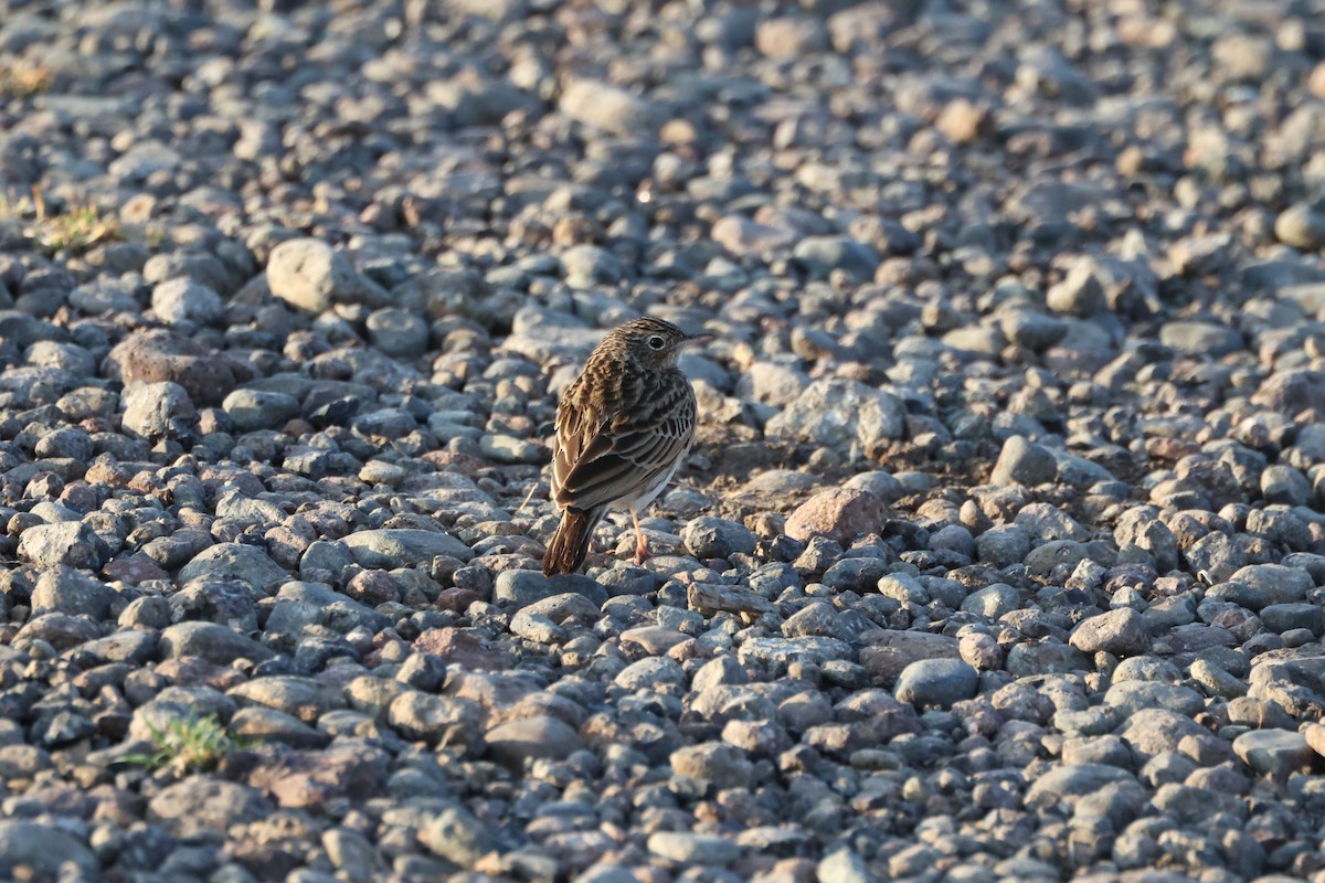 Bush Pipit - Cheech Albanese (ignorant birder)