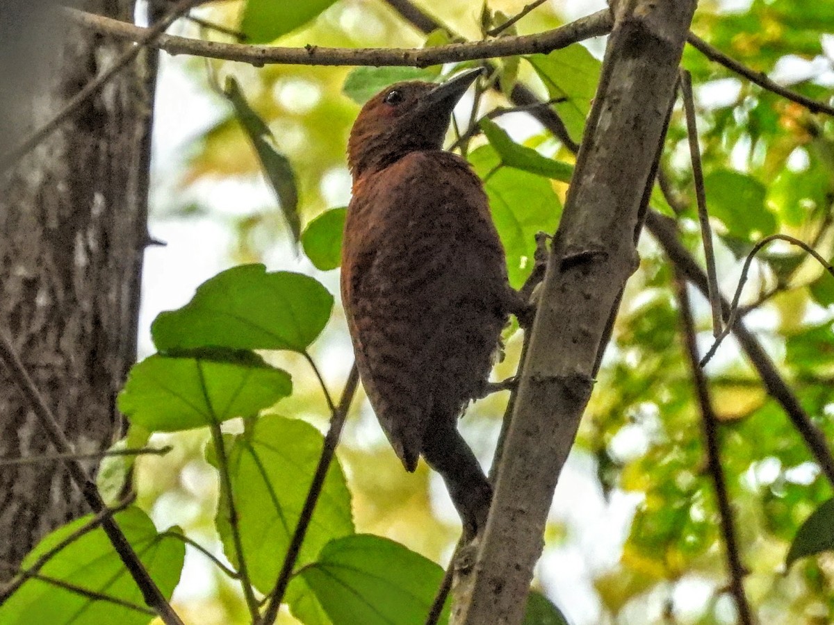Rufous Woodpecker - ML608918598