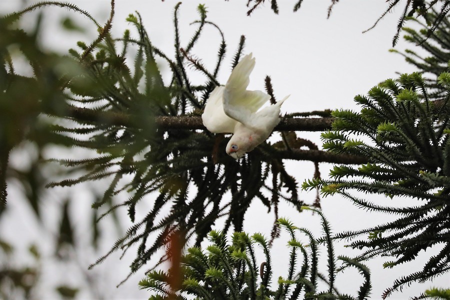 Cacatúa Picofina - ML608918730