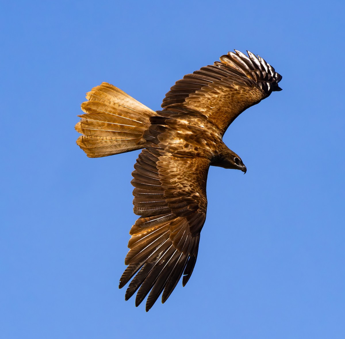 Австралийский орёл-карлик - ML608918800