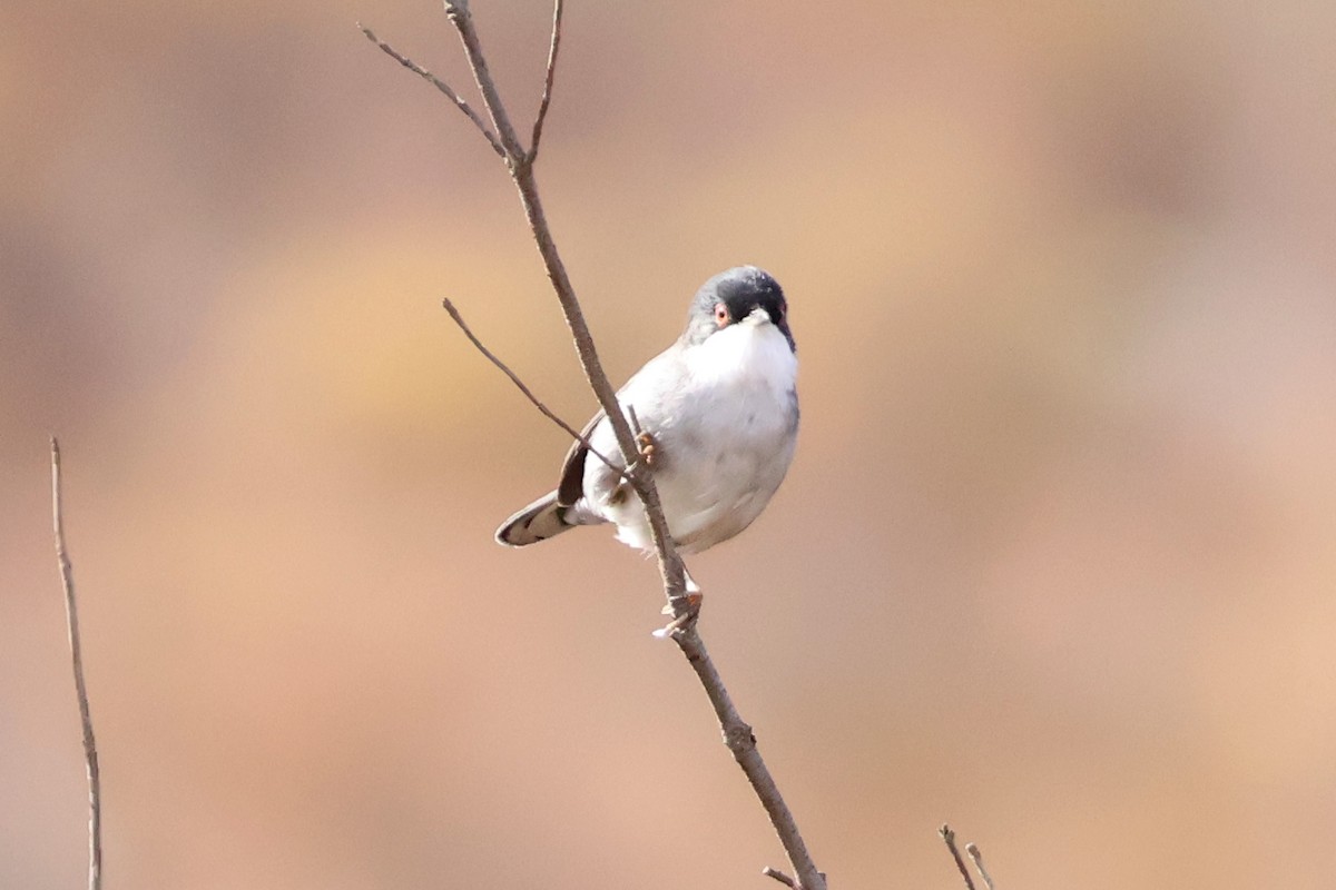 Sardinian Warbler - ML608918866