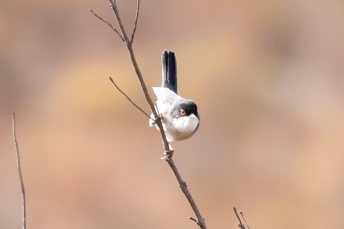 Sardinian Warbler - ML608918870