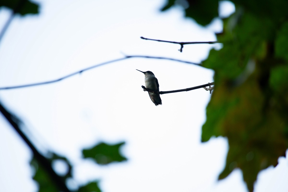 Ruby-throated Hummingbird - Steven G