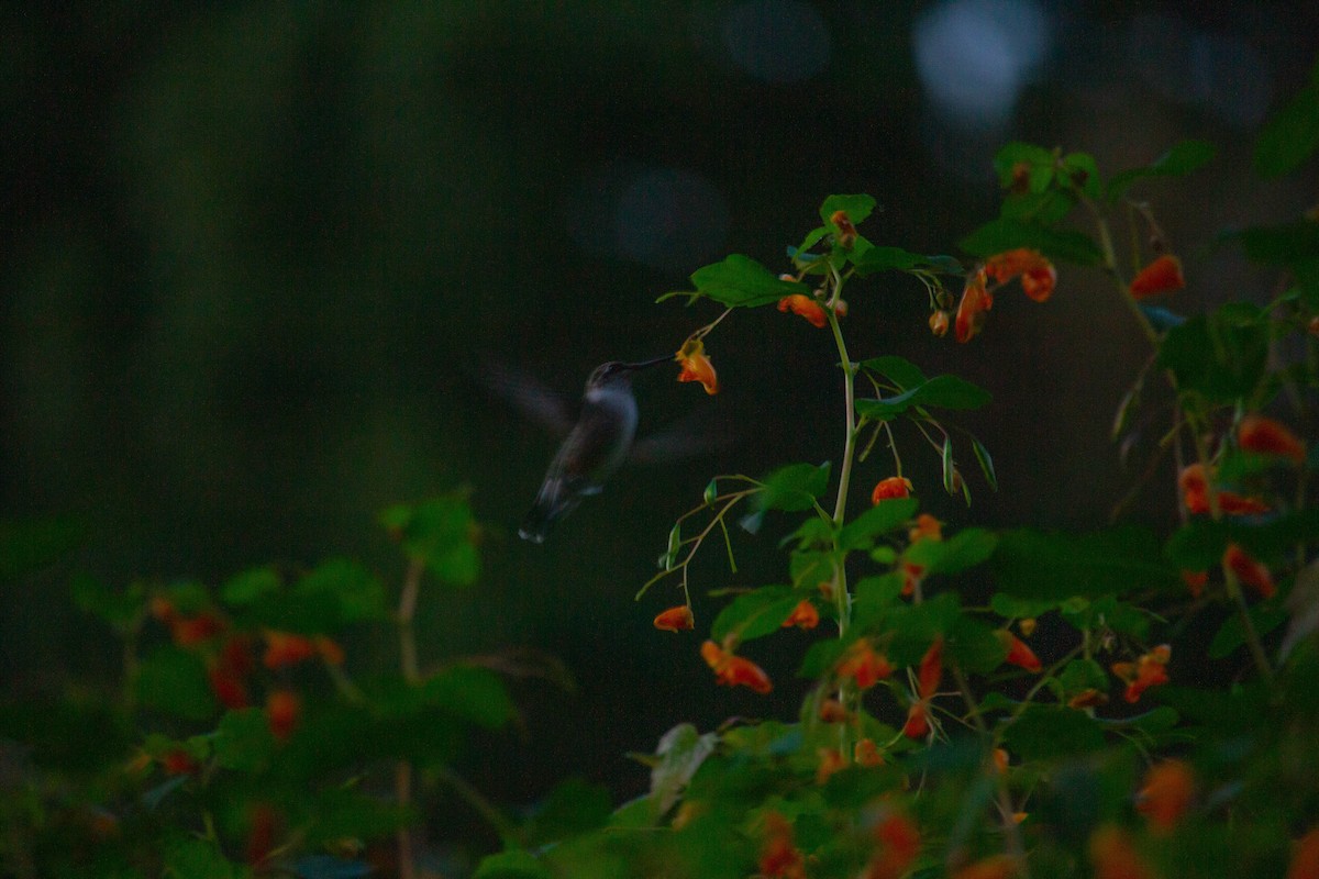 Ruby-throated Hummingbird - ML608918915