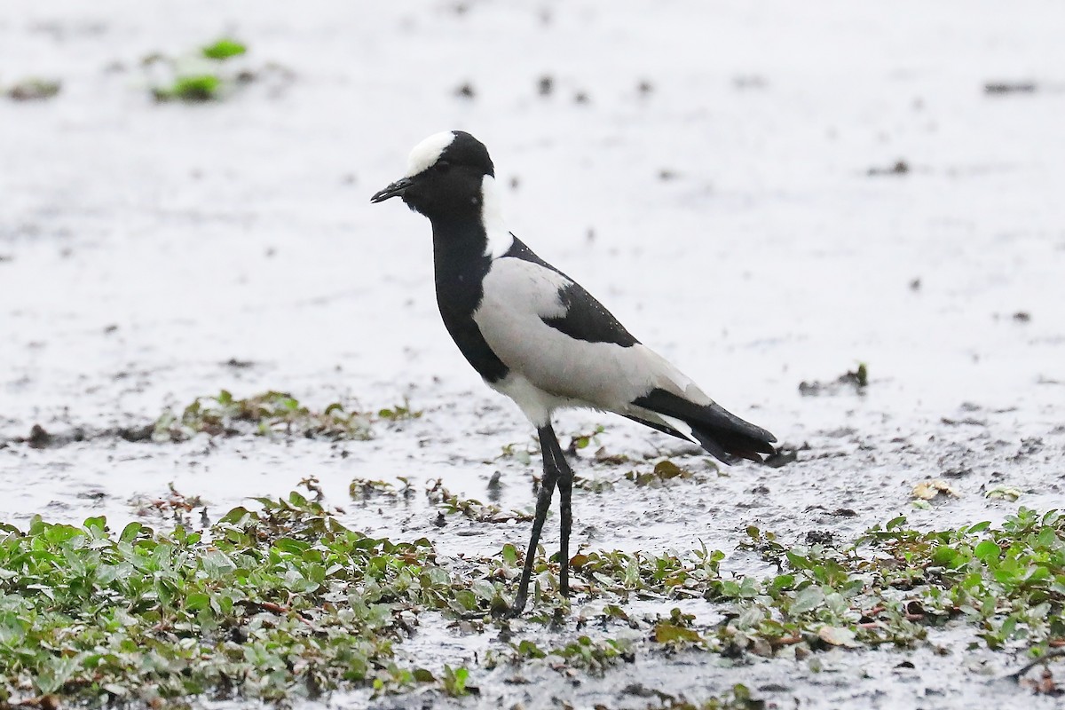 Blacksmith Lapwing - ML608918948