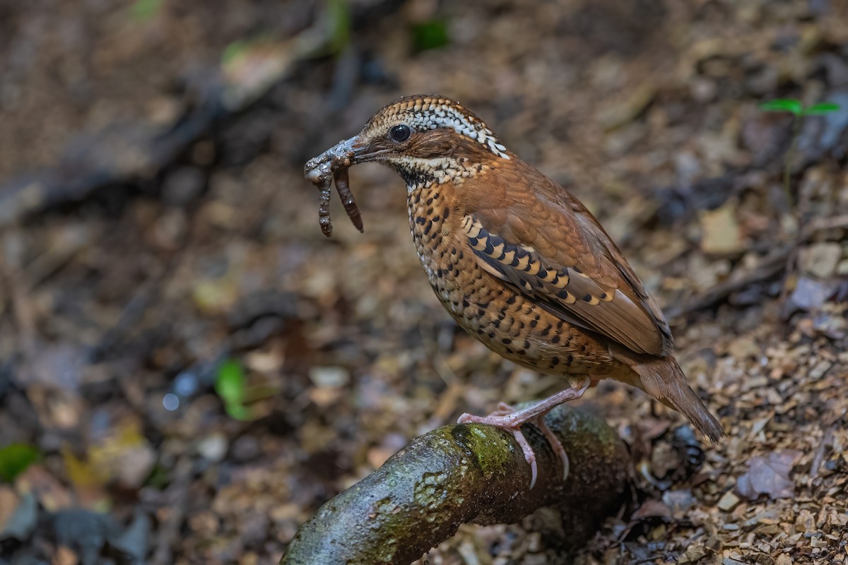 Eared Pitta - Ngoc Sam Thuong Dang