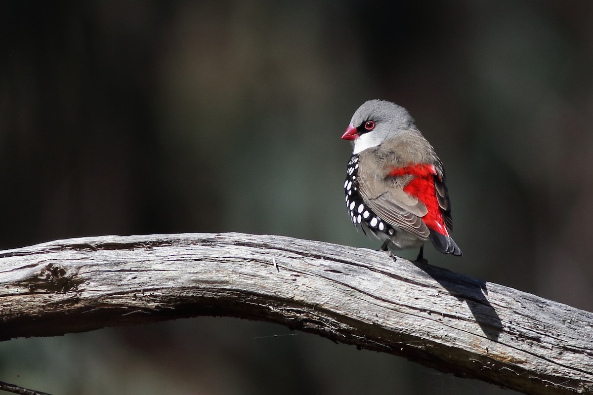 Diamond Firetail - Leigh Pieterse