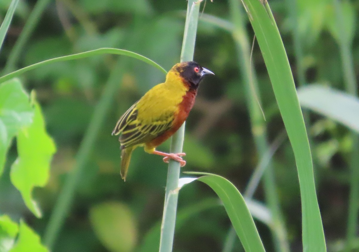 Golden-backed Weaver - ML608919096