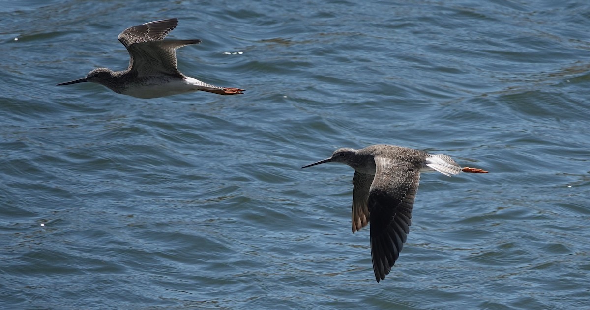 Greater Yellowlegs - ML608919374