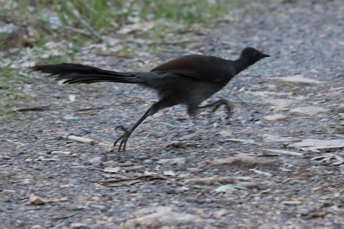 Superb Lyrebird - ML608919431