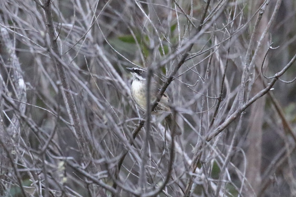 White-browed Scrubwren - Deb & Rod R