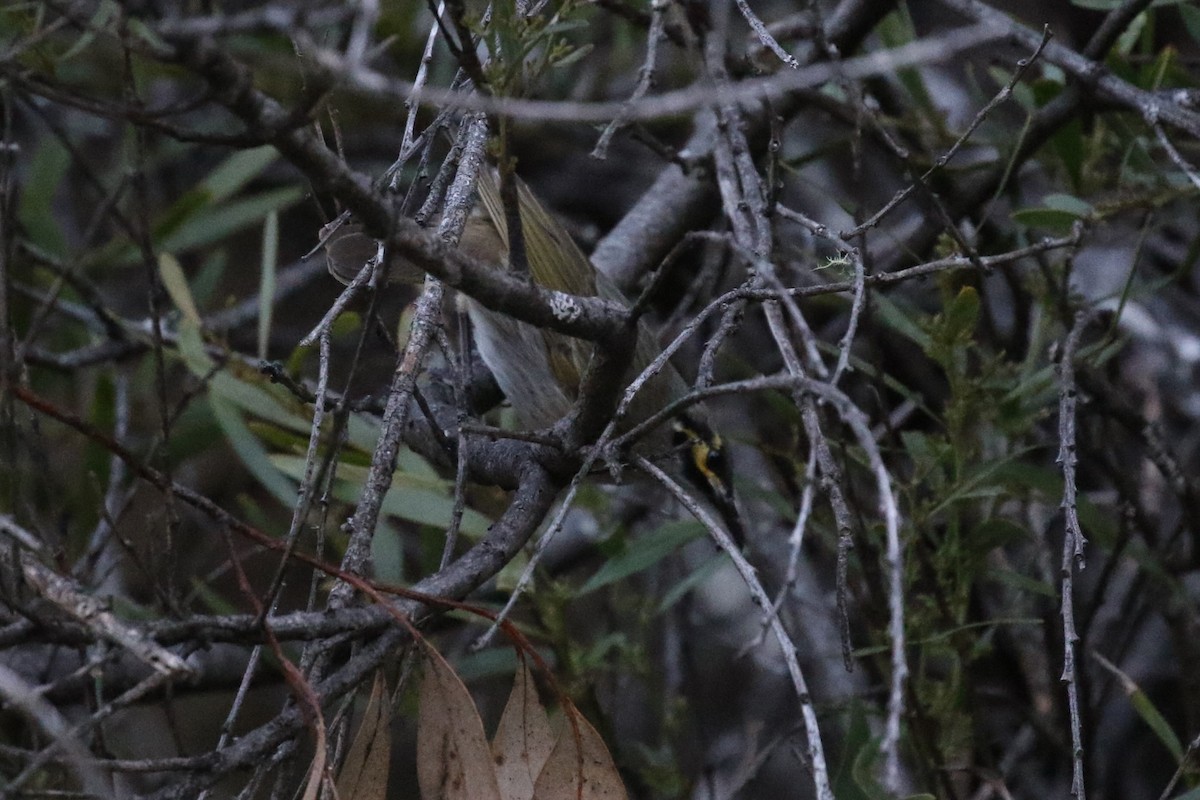 Yellow-faced Honeyeater - ML608919457