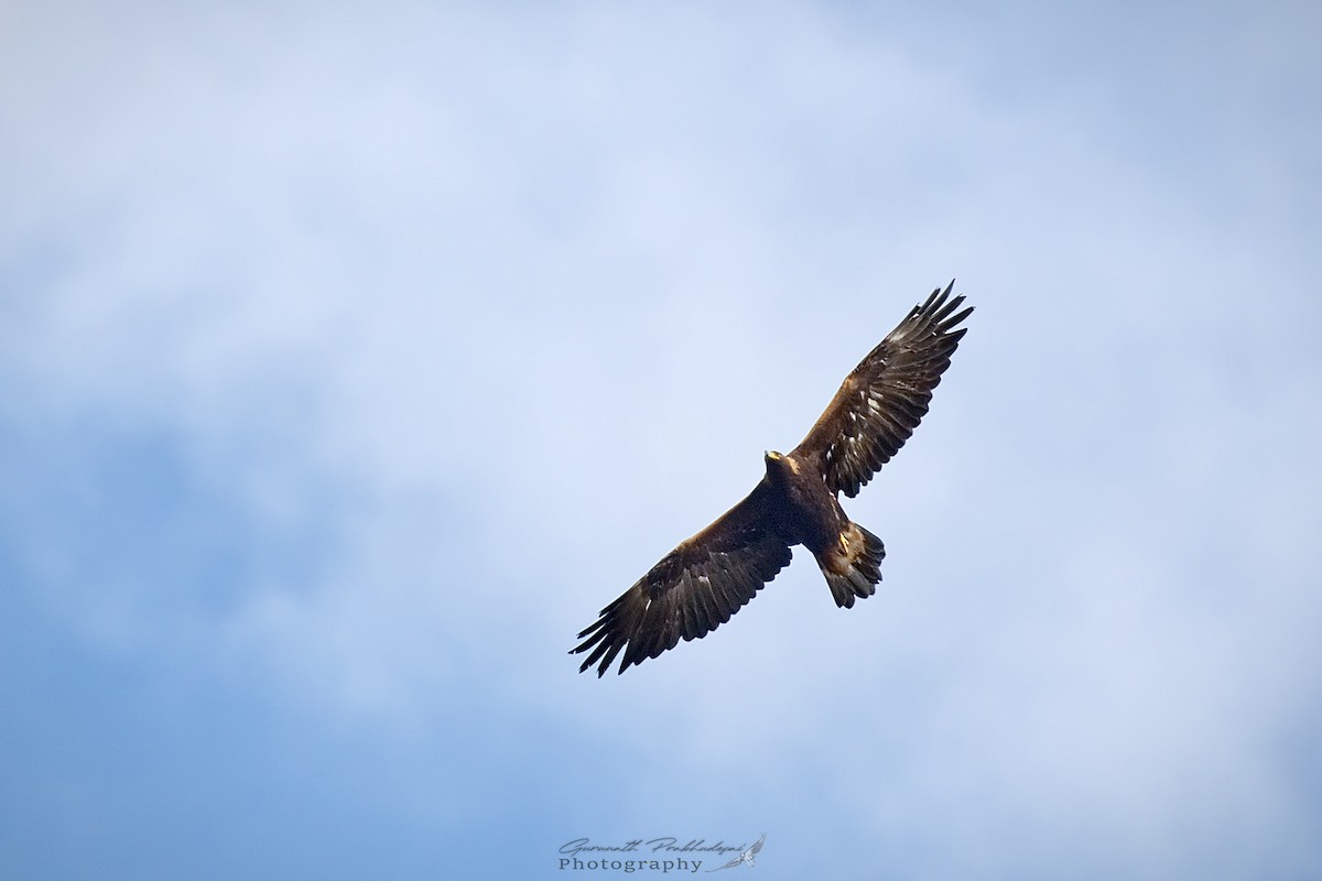 Águila Real - ML608919502