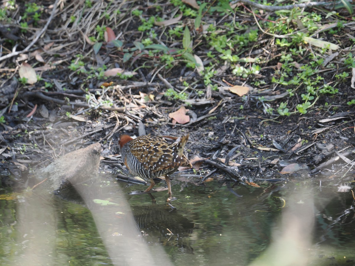 Buff-banded Rail - ML608919643