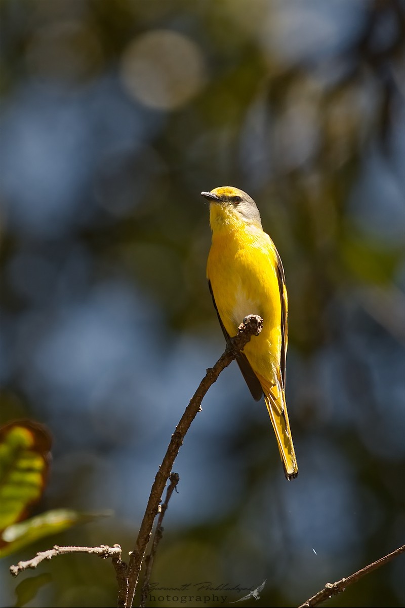 Langschwanz-Mennigvogel - ML608919663