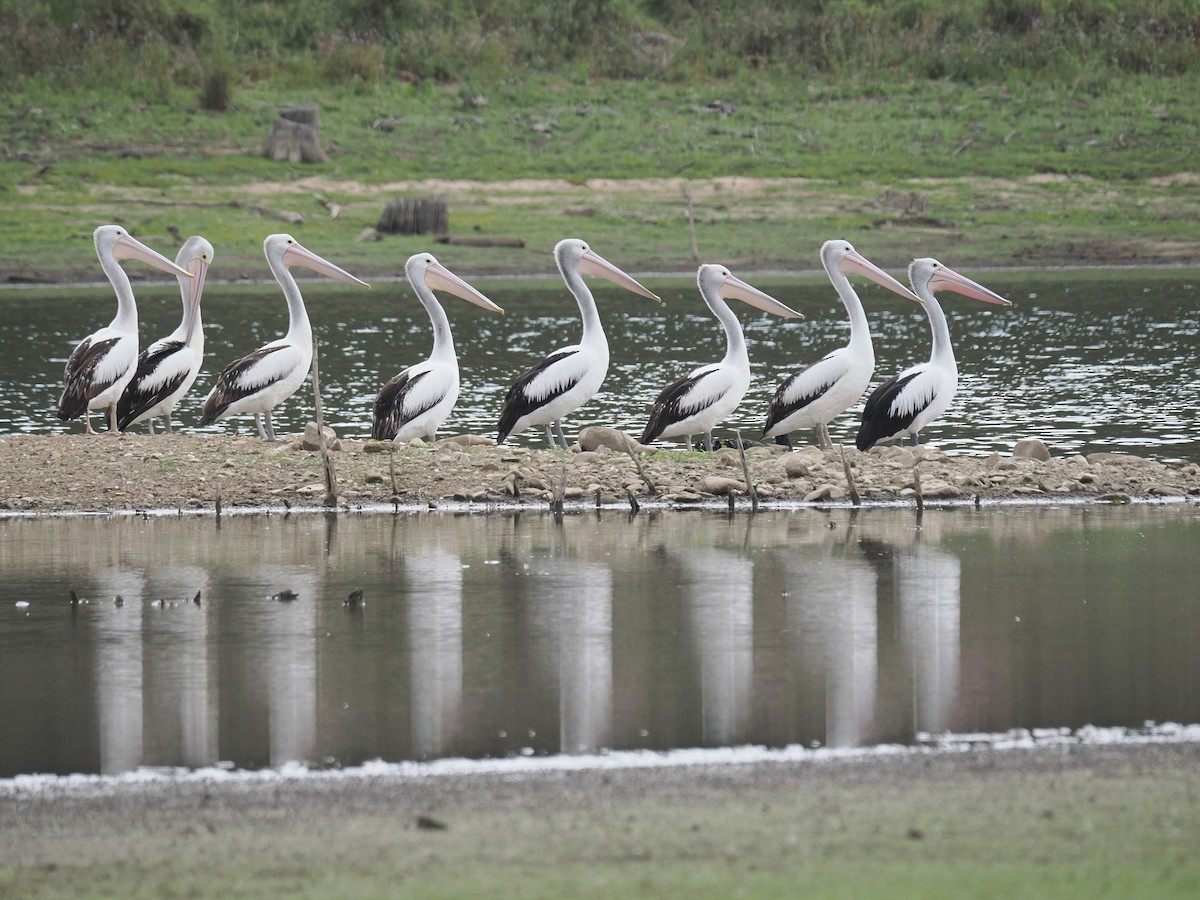 Australian Pelican - ML608919803