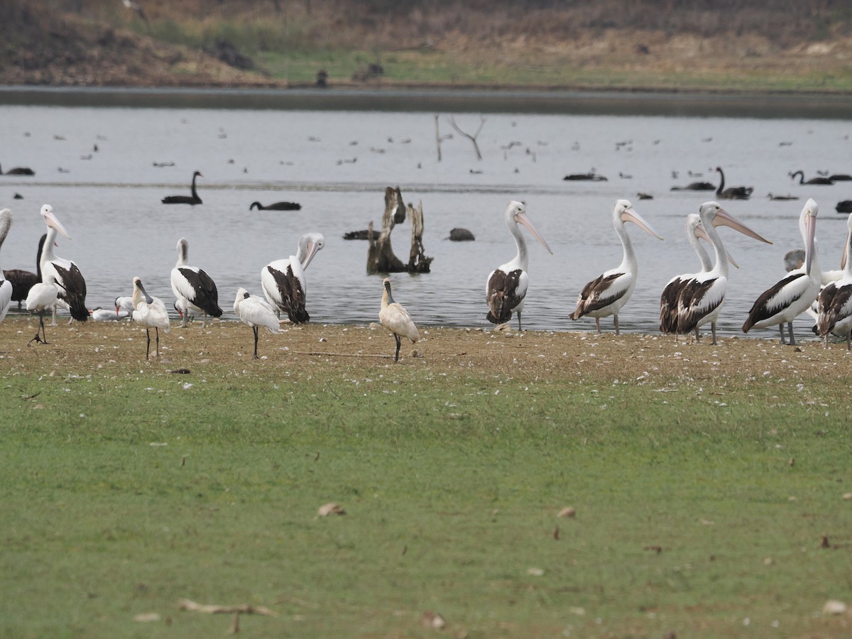 Australian Pelican - ML608919804